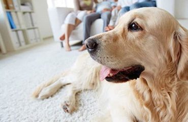 Best Cleaning Practices for a Pet-Friendly Home or Office